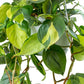 Philodendron Brasil - Live Plants in 4 Inch Pots - Beautiful Elegant Vining Indoor Houseplant - Air Purifying