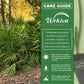 Green Saw Palmetto - Live Plants in 4 Inch Growers Pots - Serenoa Repens ‘Green’ - Native Ornamental Palms from Florida