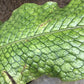Crocodile Fern - Live Plants in 4 Inch Grower&