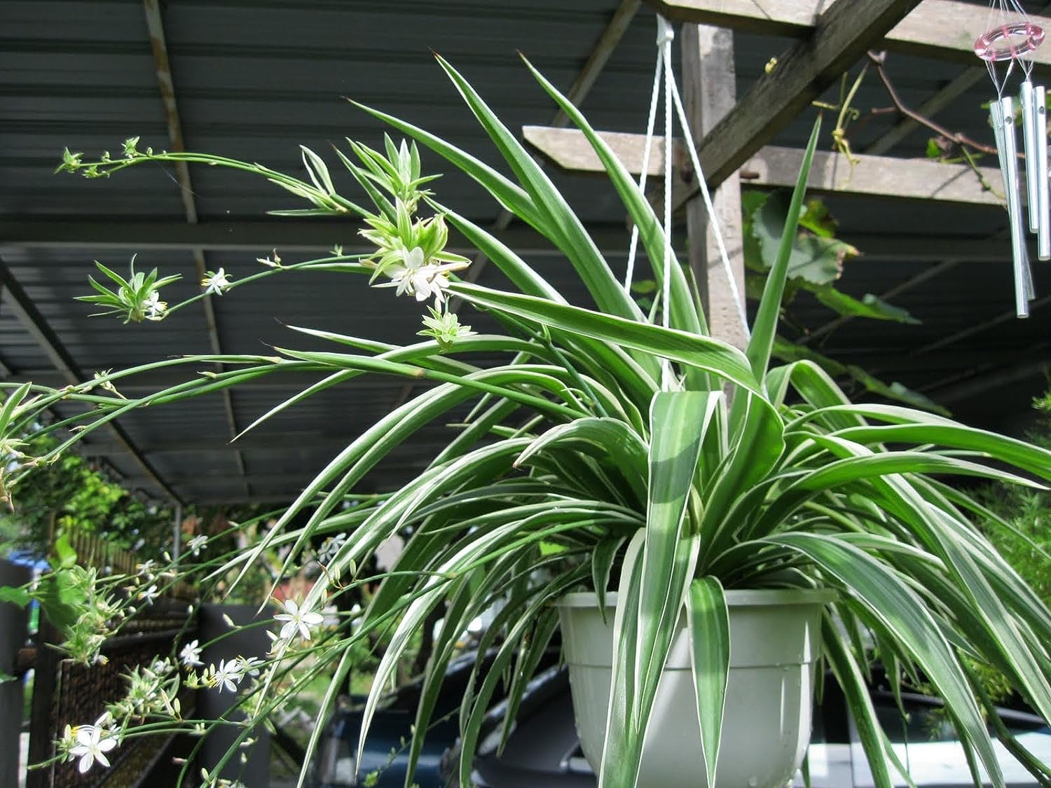 spider plant buy near me Enchanting Spider Plant - Live Starter Plants in 2 Inch Pots - Chlorophytum Comosum