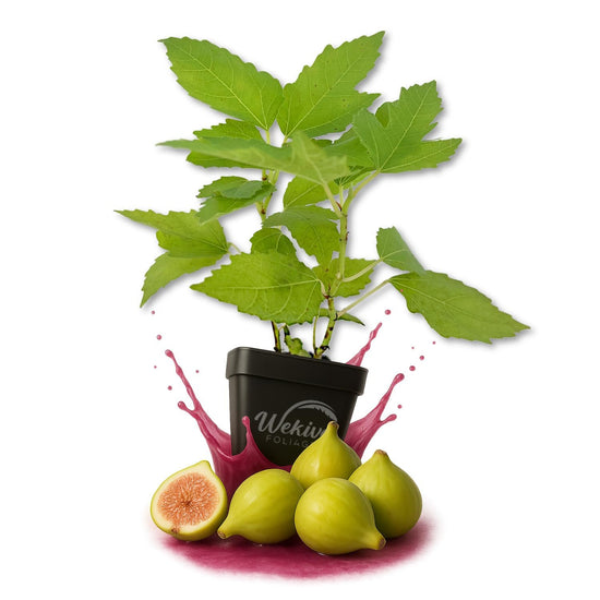 LSU Gold Fig Tree - Live Plants in 3 Inch Growers Pots - Ficus Carica - Edible Fruit Bearing Tree for The Patio and Garden