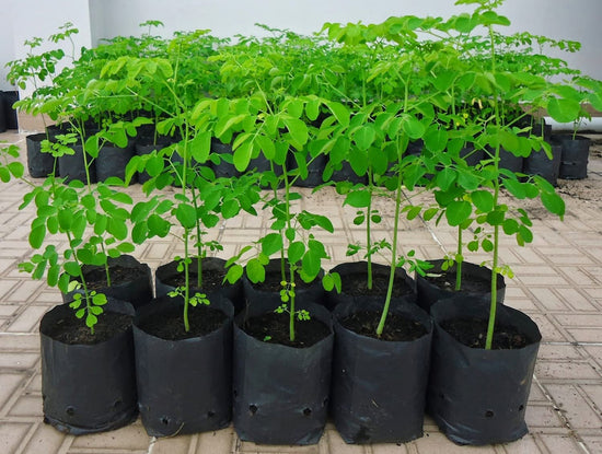 Moringa Tree - Live Tree in a 3 Gallon Pot - Moringa Oleifera - Native Tree Beautiful Lush Green Foliage