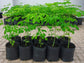 Moringa Tree - Live Tree in a 3 Gallon Pot - Moringa Oleifera - Native Tree Beautiful Lush Green Foliage