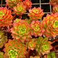 Echeveria Letizia - Live Starter Plants in 2 Inch Growers Pots - Rare and Colorful Compact Easy Care Succulent
