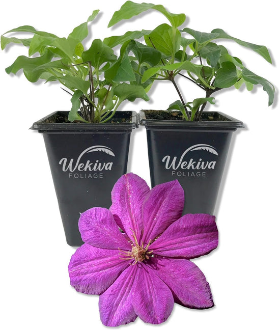 Clematis Perrins Pride - Live Starter Plants in 2 Inch Growers Pots - Starter Plants Ready for The Garden - Rare Clematis for Collectors (4 Plants)