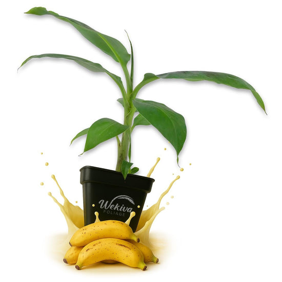 Truly Tiny Banana Tree - Live Plants in 3 Inch Growers Pots - Musa Acuminata - Edible Fruit Bearing Tree for The Patio and Garden