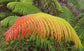 Hawaiian Sunshine Fern - Live Plant in a 6 Inch Grower&