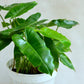 Billienum Philodendron - Live Starter Plants - Philodendron Billietiae x Pastazanum - Bold Bright Climbing Indoor