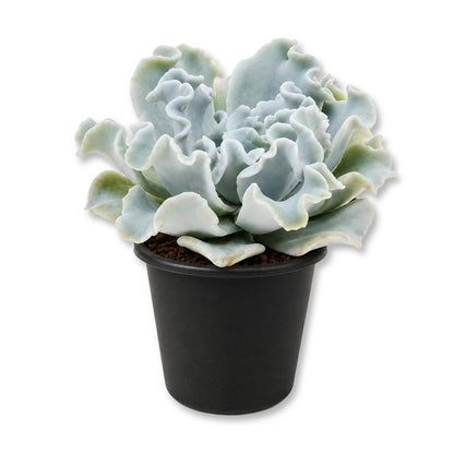 Echeveria Crispate Beauty - Live Starter Plants - Echeveria Lilacina