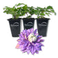 Clematis Diamantina - Live Starter Plants in 2 Inch Growers Pots - Starter Plants Ready for The Garden - Rare Clematis for Collectors