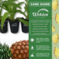 Pineapple Plant - 4 Live Starter Plants - Ananas Comosus - Edible and Fruit Bearing for Patio and Garden