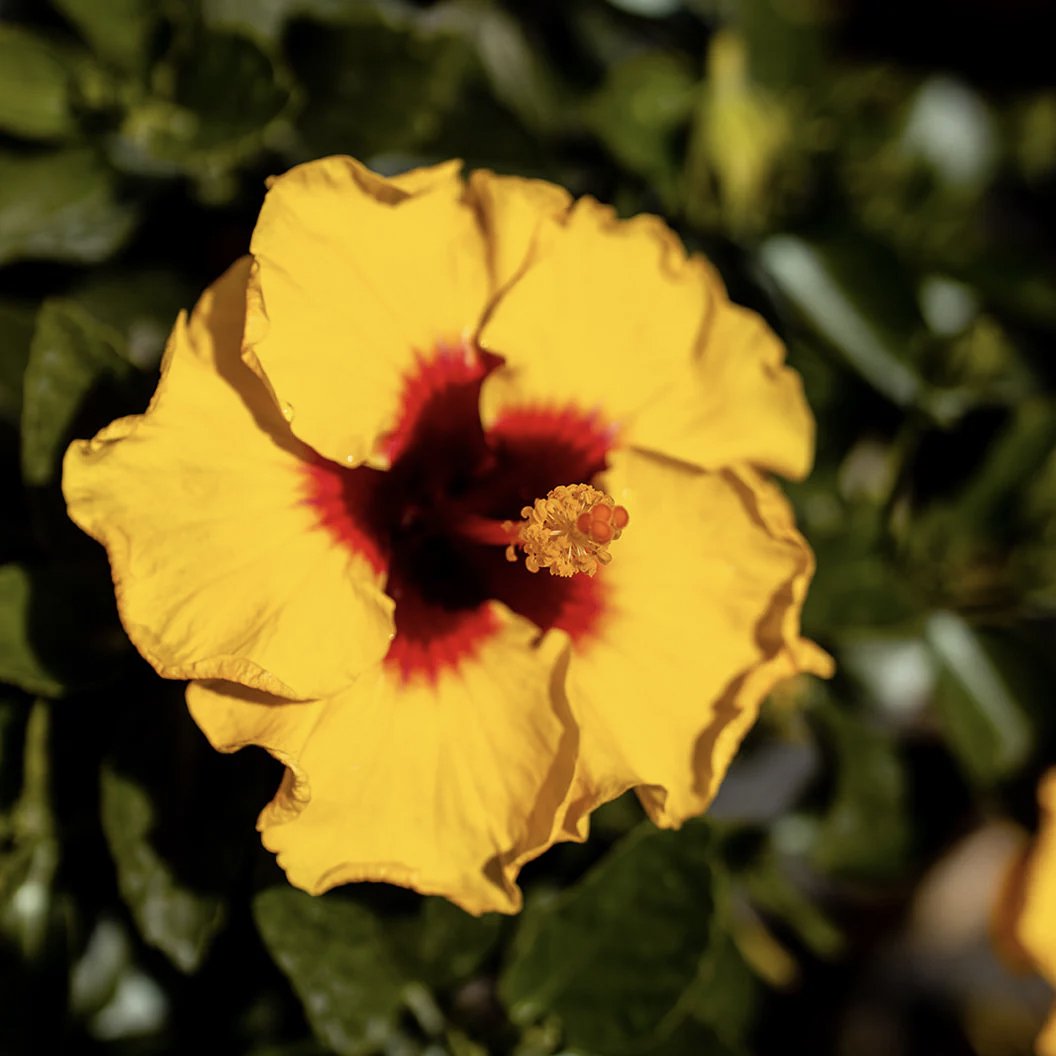 Rico Suave Hollywood Hibiscus Bush - 1 Live Plant in a 10 Inch Pot - B ...