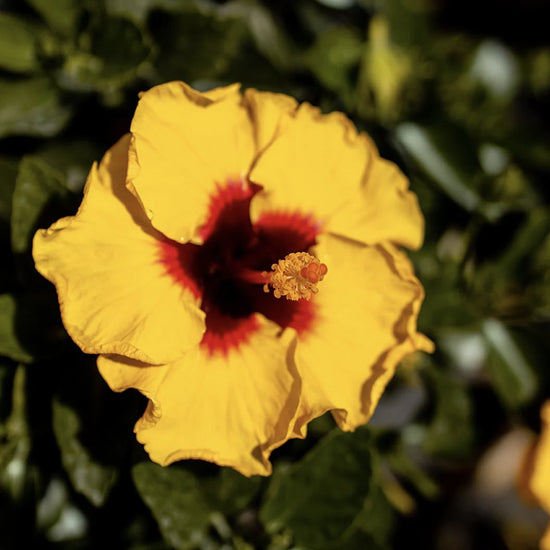 Rico Suave Hollywood Hibiscus Bush - 1 Live Plant in a 10 Inch Pot - Bright Dramatic Vibrant Lush Patio Bush