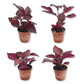 Chicken Gizzard Plant - Live Starter Plants - Iresine Herbstii