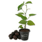 Everbearing Mulberry Tree - 1 Live Starter Plant - Morus - Edible Fruit Tree for The Patio and Garden