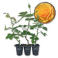 Good As Gold Rose Bush - Live Starter Plants - Beautifully Fragrant Hybrid Tea Rose - A Versatile Beauty with Colorful Golden Blooms