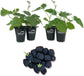 Blackberry Plant - 4 Live Starter Plants - Rubus - Fruit Trees for The Patio and Garden