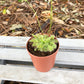 Sundew Drosera Carnivorous Plant - Live Plants in 3 Inch Pots - Beautiful Easy Care Indoor Tropical Carnivorous Plants