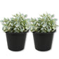 Million Hearts Plant - Live Starter Plants - Dischidia Ruscifolia