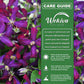 Clematis Sweet Summer Love - Live Starter Plants in 2 Inch Growers Pots - Starter Plants Ready for The Garden - Rare Clematis for Collectors