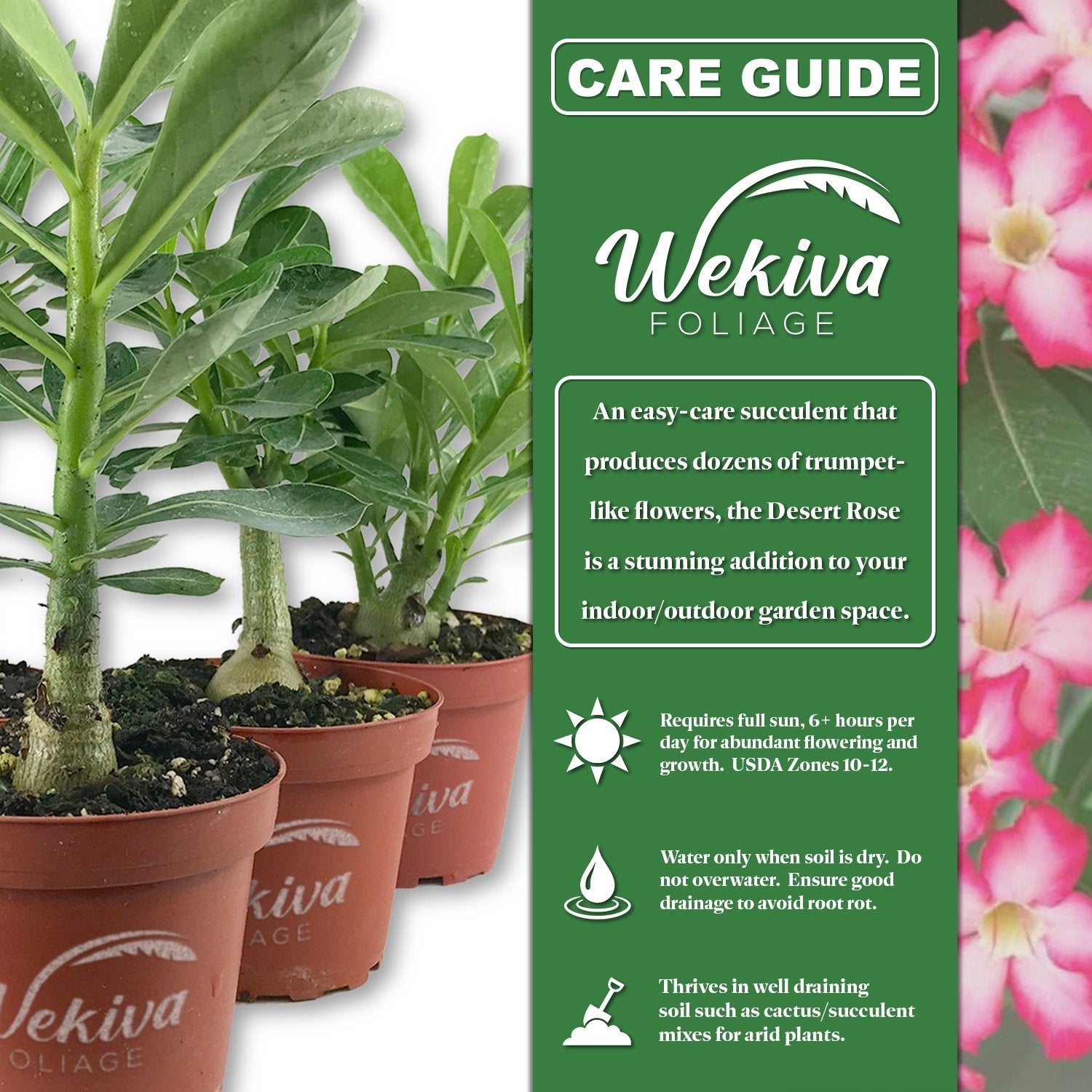 adenium plant indoor or outdoor Desert Rose Plant - Live Starter Plant - Adenium Obesum