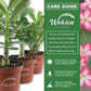 Desert Rose Plant - Live Starter Plant - Adenium Obesum - Dramatic Drought Tolerant Cactus Succulent