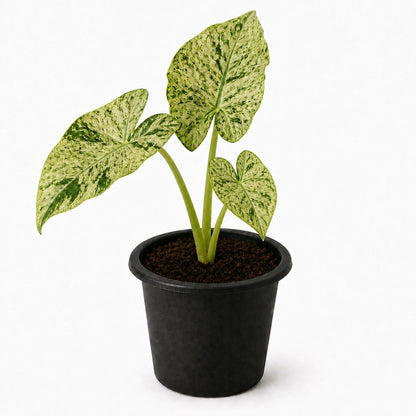 Night Scented Lily Alocasia - Variegated - Live Starter Plants - Alocasia Odora