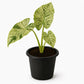 Night Scented Lily Alocasia - Variegated - Live Starter Plants - Alocasia Odora
