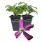 Clematis Sweet Summer Love - Live Starter Plants in 2 Inch Growers Pots - Starter Plants Ready for The Garden - Rare Clematis for Collectors