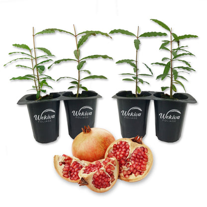Pomegranate Tree - 4 Live Starter Plants - Edible Fruit Bearing Tree for The Patio and Garden