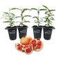 Pomegranate Tree - 4 Live Starter Plants - Edible Fruit Bearing Tree for The Patio and Garden