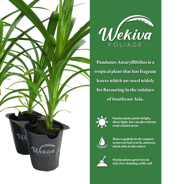 pandan plant indoor Pandan Plant - 4 Live Tissue Culture Starter Plants
