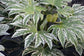 Speckled Spider Web Aralia - Live Plant in a 6 Inch Pot - Fatsia Japonica Spider - Speckled Aralia Indoor Outdoor Fast Growing Hardy Evergreen