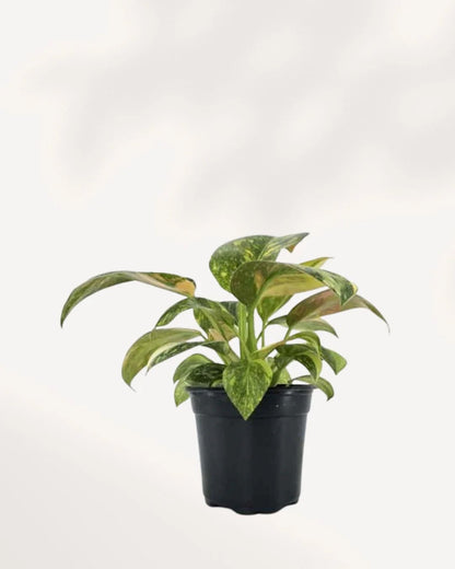 Congo Nuclear Philodendron - 1 Live Plant in a 4 Inch Pot - Philodendron Congo Nuclear - Extremely Rare Indoor Houseplant