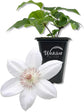 Clematis Henryi - Live Starter Plants in 2 Inch Growers Pots - Starter Plants Ready for The Garden - Beautiful White Flowering Vine