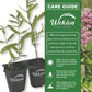 Milkweed Plant - 2 Live Starter Plants - Asclepias - Perennial Florida-Native Wildflower Evergreen
