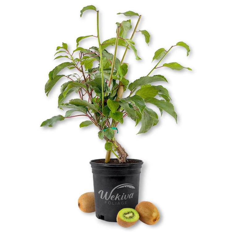 kiwi house plant Kiwi Fruit Tree - Live Plant in a 1 Gallon Growers Pot - Actinidia Deliciosa