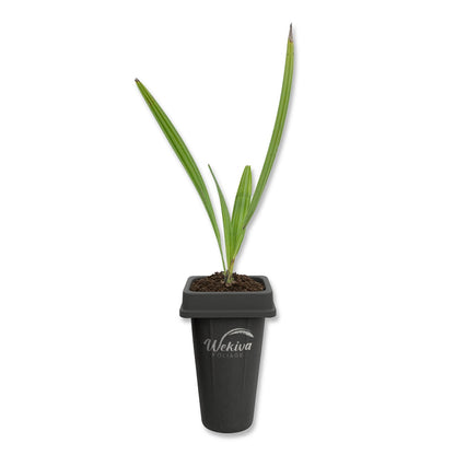 Green Saw Palmetto - Live Starter Plants - Serenoa Repens ‘Green’ - Native Ornamental Palms from Florida