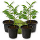 Soursop Tree - Live Starter Plants - Annona Muricata
