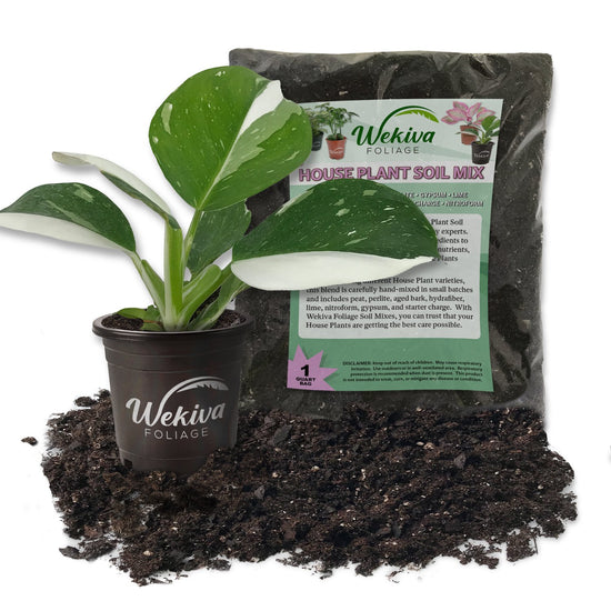 White Wizard Philodendron and Soil Mix Combo - Live Plant in a 4 Inch Pot with 1 Quart HousePlant Soil Mix - Philodendron Erubescens ‘White Wizard ’ with Custom Soil Blend