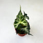 Loco Alocasia - 1 Live Plant in a 4 Inch Pot - Alocasia Loco - Extremely Rare Indoor Houseplant