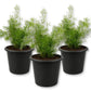 Sprengeri Fern - Live Starter Plants - Asparagus Sprengeri