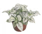 Polka Dot Plant - Live Starter Plants - Hypoestes Phyllostachya - Compact Colorful Tropical Beauty Mosaic Foliage