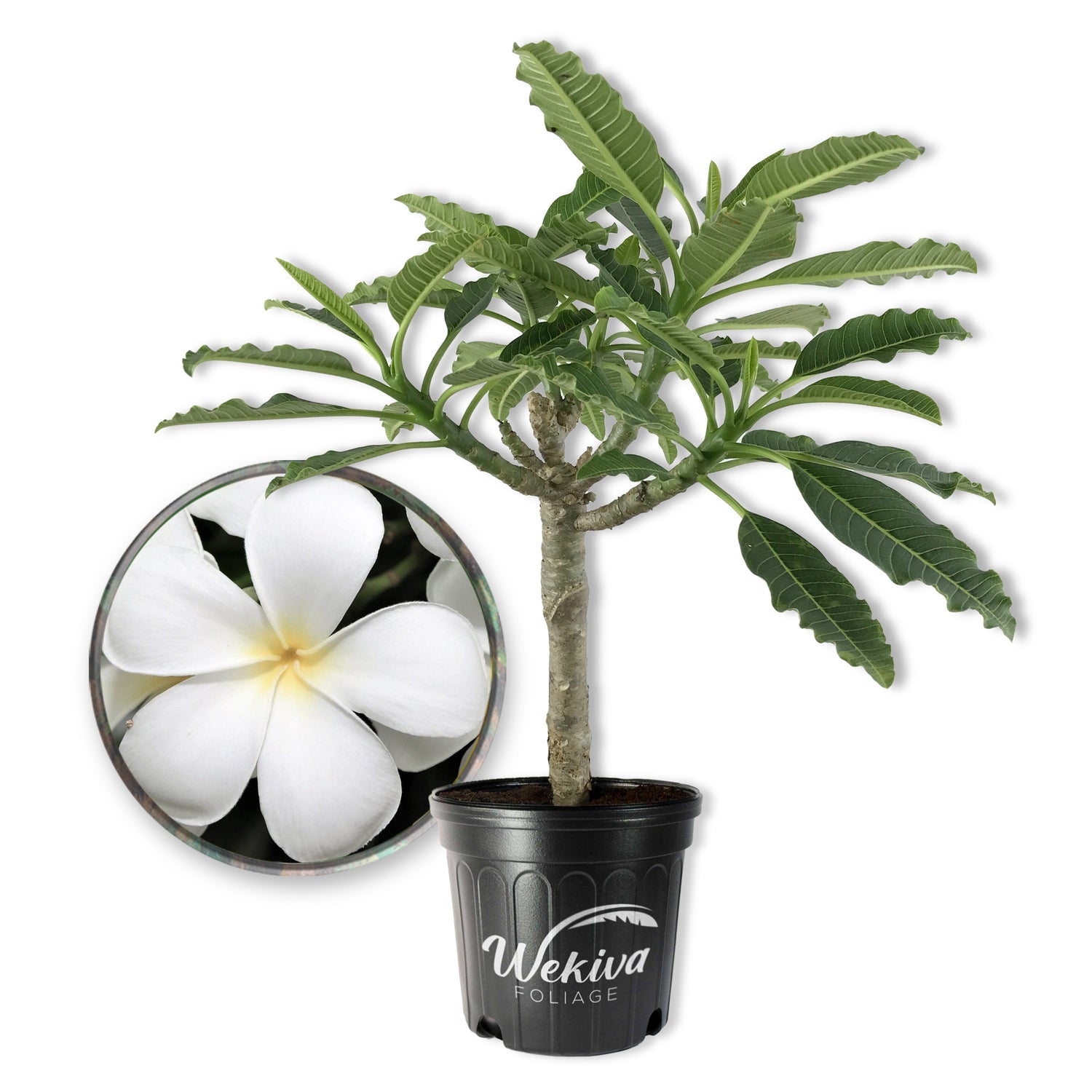 indoor plumeria plant Plumeria Tree - Frangipani - Live Plants in 3 Gallon Grower's Pots