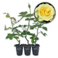 Saint Patrick Rose Bush - Live Starter Plants - Beautiful Colorful Hybrid Tea Rose - Versatile Beauty with Large Greenish to Golden Blooms