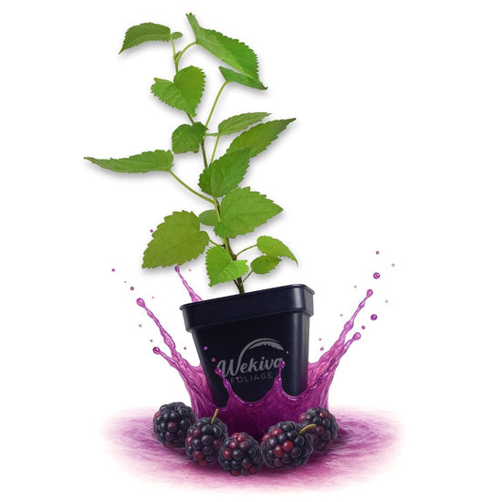 Boysenberry Plant - Live Plants in 3 Inch Growers Pots - Rubus Ursinus × Idaeus - Edible Fruit Bearing Bramble Shrub for The Patio and Garden
