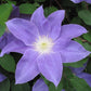 Clematis Diana&