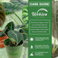 Alocasia Mickey Mouse Plant & Houseplant Soil Combo - Live Plant in a 4 Inch Pot with 1 Quart House Plant Soil Mix - - Xanthosoma Sagittifolium Variegatum Monstrosum with Custom Soil Blend