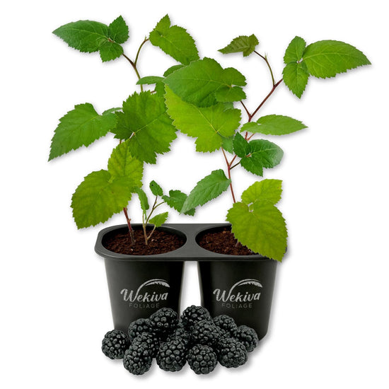 Blackberry Plant - 2 Live Starter Plants - Rubus - Edible Fruit Bearing Bush for Patio and Garden