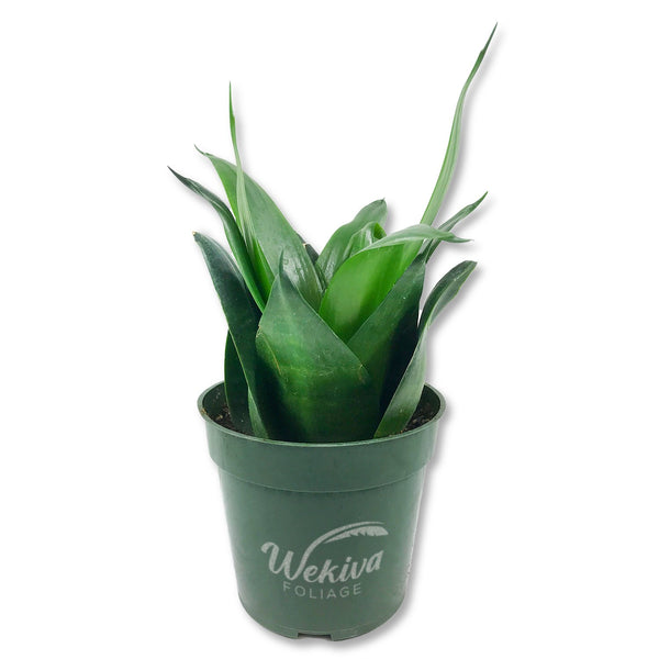 Black Jade Snake Plant - Live Plants in 4 Inch Growers Pots - Sansevieria  Trifasciata 'Black Hahnii'